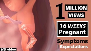 16 Weeks Pregnant  Pregnancy Week By Week Symptoms  Ultrasound Dimensions [upl. by Paterson629]