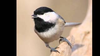 Sounds of a BlackCapped Chickadee [upl. by Elkraps]