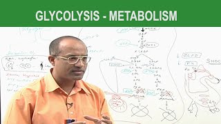 Glycolysis  Metabolism  Dr Najeeb [upl. by Quinn200]