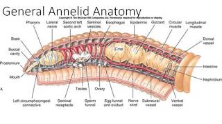 Phylum Annelida Part 1 [upl. by Airamesor583]