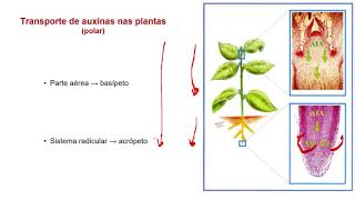 Auxinas 2 1022 [upl. by Dadirac]