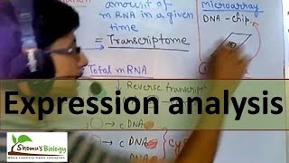 Gene expression analysis [upl. by Eellah]