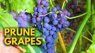 How to Prune Table Grapes for BEGINNERS [upl. by Rengia]