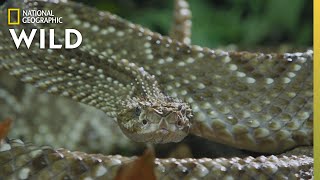 The Cascabel Rattlesnake  Worlds Deadliest Snakes [upl. by Ahsinned]