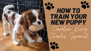 Puppy Training Tips  Cavalier King Charles Spaniel [upl. by Eladnyl]