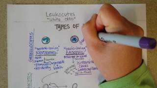 White Blood Cells  Granulocytes amp Lymphocytes  Part 1 [upl. by Haletky9]