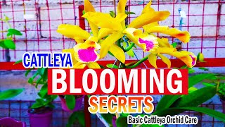 SECRETS on BLOOMING CATTLEYA  Cattleya Orchid Care [upl. by Armillda]