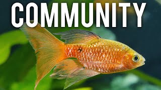 Top 10 Underappreciated Community Fish You Need to Try aquariumcoop [upl. by Ydnik]