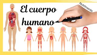 El CUERPO HUMANO [upl. by Annot]