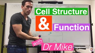 Cell Structure and Function [upl. by Ahseikan]