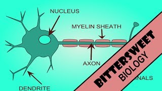 Action Potential Explained  The Neuron [upl. by Bertero]