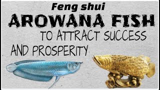 How Arowana Fish Brings Good Luck [upl. by Weinhardt]