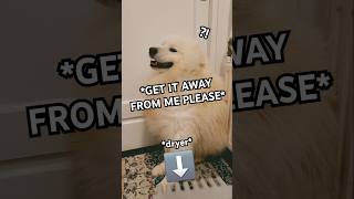 The FUNNIEST Samoyed Reaction To A Dryer EVER [upl. by Griffin]