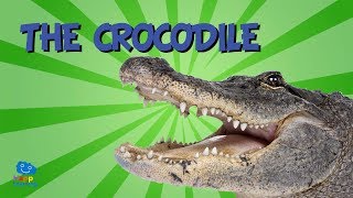 The Crocodile  Educational Video for Kids [upl. by Eissen147]