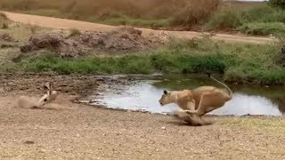 Lion fails to catch gazelle in epic safari footage [upl. by Nilreb]