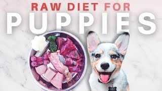 How To Start Your Puppy On A Raw Diet  The Ultimate Guide [upl. by Lubeck]