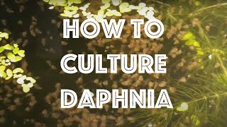 How To Culture Daphnia Magna [upl. by Theurich]