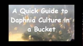 How to culture daphnia outside [upl. by Ardnuahsal922]