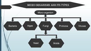 Introduction to Microbiology in Hindi  Microbiology with Sumi [upl. by Anhpad]