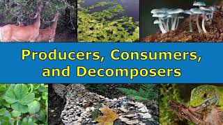 Producers Consumers and Decomposers Overview [upl. by Airres]