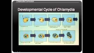 Chlamydia life cycle basics [upl. by Ermey]