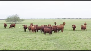 RFDTV American Rancher featuring Red Angus and the American Red Program  January 2020 [upl. by Bunow]