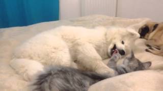 Baby Samoyed amp baby Maine Coon funny [upl. by Aneehsal]