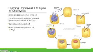 Chlamydia Know the Facts [upl. by Anenahs]