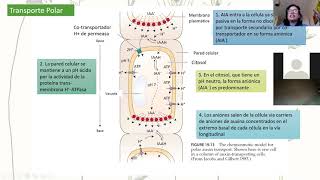 Clase 3 Auxina y Citoquininas [upl. by Tenneb]