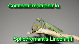 FIche Maintien  Sphodromantis Lineola [upl. by Bowden290]