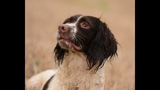 Springer Spaniel trainingRetrieve on command [upl. by Anirtal693]