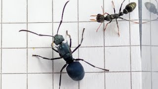 Polyrhachis cyaniventris Philippines vs Myrmecia urens Australia 25102024 [upl. by Sofia752]