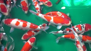 HOW TO BREED JAPANESE KOI  DIY Step by step breeding tutorial [upl. by Vary]