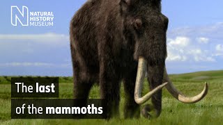 The last of the mammoths  Natural History Museum [upl. by Arrik861]