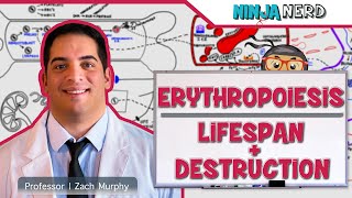 Hematology  Erythropoiesis Lifespan amp Destruction Part 2 [upl. by Ahsiem]