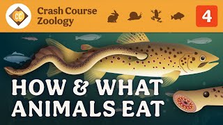 How amp What Animals Eat Crash Course Zoology 4 [upl. by Loree]