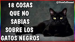 Todo Sobre Los Gatos Negros  18 Curiosidades  SiamCatChannel [upl. by Farmelo]