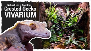 Naturalistic  Bioactive Crested Gecko Vivarium Housing Henry 20 [upl. by Nelle604]