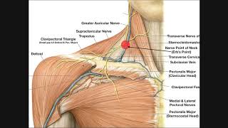 Venous Drainage of the Upper Extremities [upl. by Aramo]