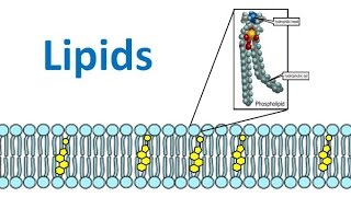 Lipids amp Fatty Acids honors biology updated [upl. by Daitzman708]