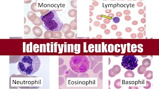 Identifying Leukocytes [upl. by Ardrey]