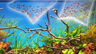 Adding 200 EMBER TETRAS to a Double Island Aquascape [upl. by Leone556]