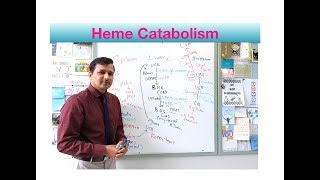 Heme Catabolism Heme Degradation Pathway [upl. by Standing]