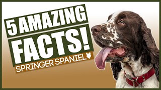 SPRINGER SPANIELS Top 5 Incredible Facts About The Springer Spaniels [upl. by Lennej988]