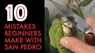 10 Mistakes Beginners Make With San Pedro Cactus [upl. by Lydell214]