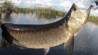 Silver Arowana Fishing In Amazon JUNGLE [upl. by Ahsuas905]