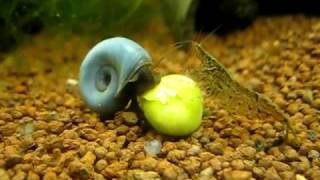 Blaue Posthornschnecke frisst Erbse  blue ramshorn snail  Planorbella duryi [upl. by Wandis878]