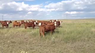 Red Angus x Hereford Aied Red Angus [upl. by Sundberg]