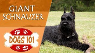 Dogs 101  GIANT SCHNAUZER  Top Dog Facts About the GIANT SCHNAUZER [upl. by Bible]