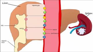 Hemoglobin BreakdownMetabolism [upl. by Flosser]